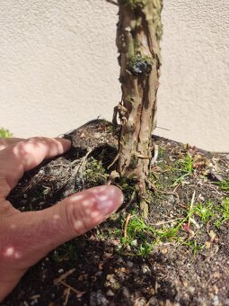 Tvarovaný strom, bonsai, niwaki, yamadori - 6