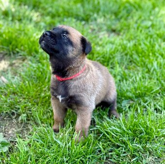 Belgický ovčák malinois s PP - 6