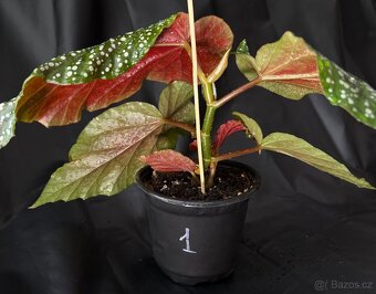 SLEVA⤵️ Begonia corallina, tečkovaná , Korálová begónie - 6