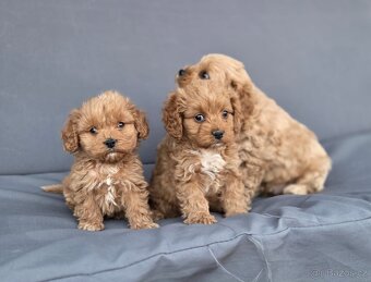 Cavapoo - 6