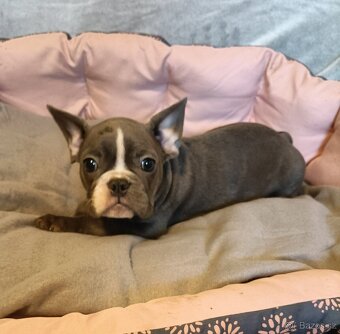 Francouzský buldoček, šteniatka modré a čierne na predaj - 6