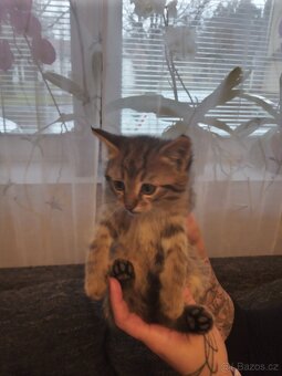 Daruji koťátka - 6
