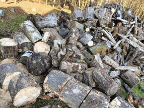 palivové dřevo z listnatých stromů - 6