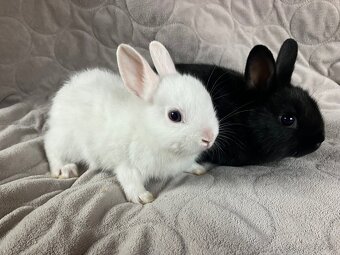 Zakrslý králík Teddy, lvíček i krátkosrstý - 6