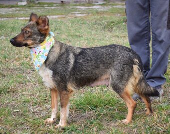 AJSCHA K ADOPCI - 3,5 ROKU, MILÁ, HODNÁ, VHODNÁ K DĚTEM - 6