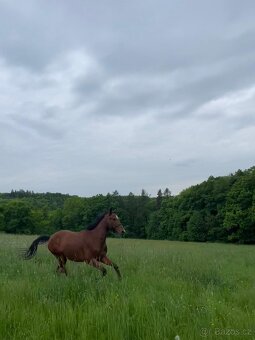 Čtyřletý valach A1/1 - 6