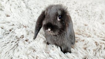 Zakrslý beránek, králíček, králík-PEGGY - 6