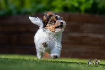 Biewer terrier -  fenka  s PP - 6