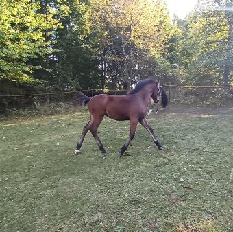 Hřebeček Wpbr s PP - 6