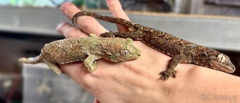 Phelsuma & Geckos - 6