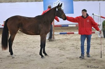 Kvalitní klisna pro chov - 6