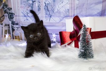 Britská koťátka - 6