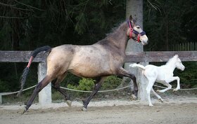 Mare with cremello foal - 6