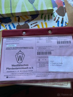Kobyla vestfálského koně - 6