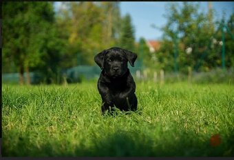 Štěňátka s PP Labradorský retriever - 6