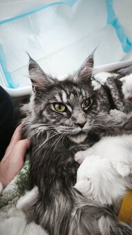 Kočky Maine coon Mainska myvalia mco - 6