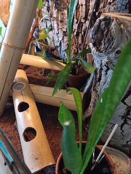 Kompletní terarijní set s felzumou (Phelsuma Grandis) - 6