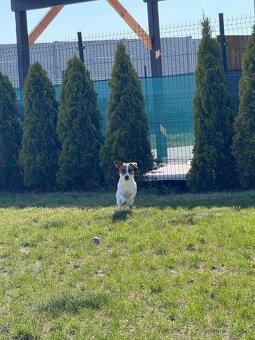 Jack Russel - 6