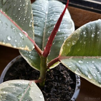 Ficus elastica Roxb. ex Hornem. - 6