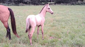 Achal- Teke pripousteni - 6