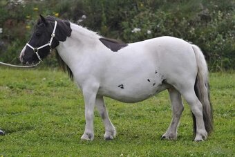 Shetlandsky pony 3 létá klisna s PP - 6