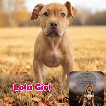 American bully - 6