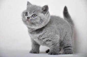 Briská modrá koťátka s PP - 6