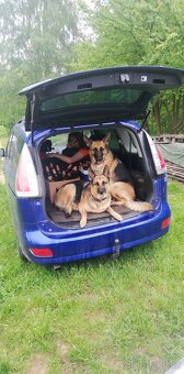 Nemecky ovčák typu Rex(štěňata) - 6