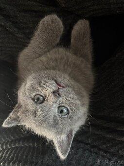 Britská koťátka - 6