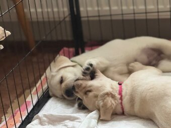 Labradorský retriever - 6