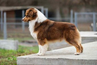 Miniatúrní americký ovčák s PP- instagram - Aleantmas - 6