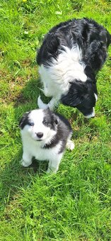 Border kolie - 6