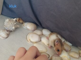 Křeček syrský/ zlatý mláďata kluci i holky - 6