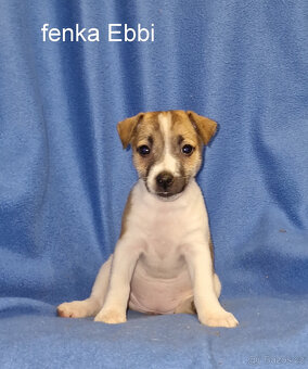 Jack russell terier - 6