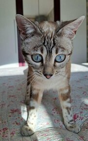 PŘEDBĚŽNÁ REZERVACE LUXUSNÍ Bengálská stříbrná koťáta s PP - 6