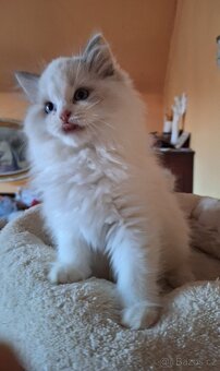 Nádherný kocourci Ragdoll  s pp - 6