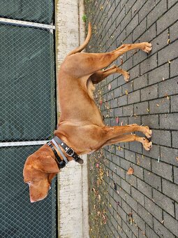 Maďarský krátkosrstý ohař, s PP, 4 roky, k adopci - 6