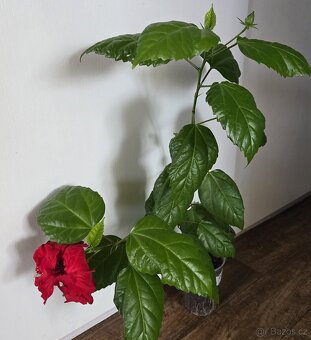 Ibišek červený plnokvětý, výška 56 cm - 6