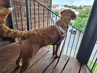Labradoodle - 6