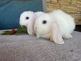 Zakrslý králíček beránek 4 - 6