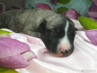 Whippet fenčka bez PP - rodiče fci PP. - 6