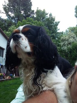 Nabídka krytí kavalir king charles španěl - 6