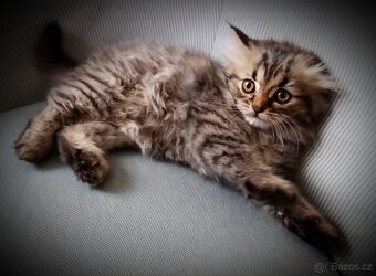 Kotě perské kočičky - 6