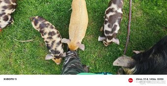 Kun Kune - 6