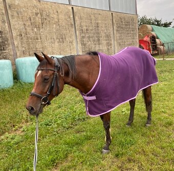 Prodám valacha Qh/A1/1 - 6