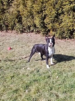 Bostonský teriér s PP - 6