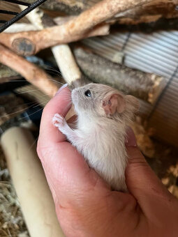Mláďata osmáka degu s PP v různých barvách - 6