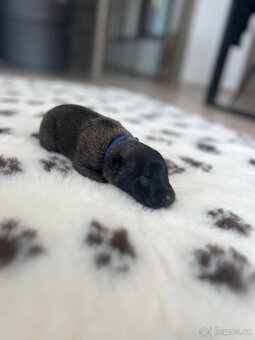 Belgický ovčák malinois s PP - 6