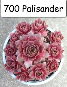 Netřesky, rozchodníky, delosperma na balkón i na zahradu. - 6