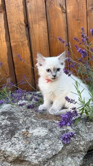 Kočička ragdoll bez pp - 6